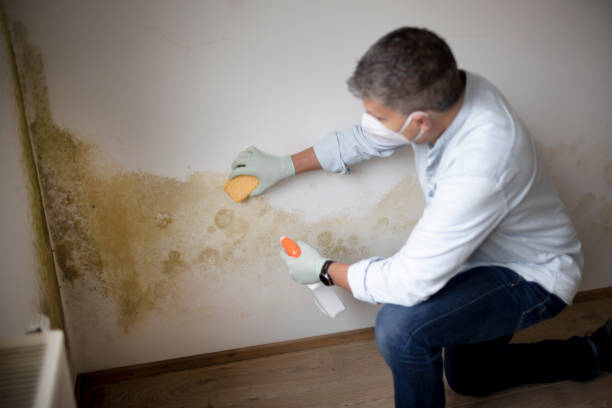 Best Mold Remediation for Rental Properties  in Grass Valley, CA