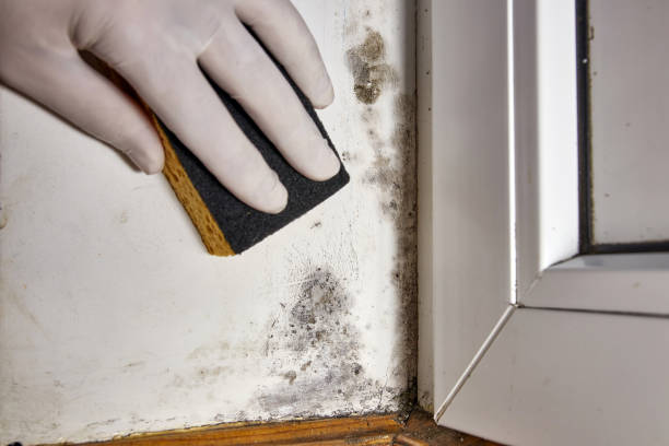 Best Post-Construction Mold Inspection  in Grass Valley, CA